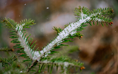 Christmas tree branch dusted with wet spring snow