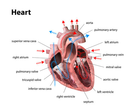 human heart anatomy. Educational diagram showing blood flow with main parts labeled. illustration 3d render