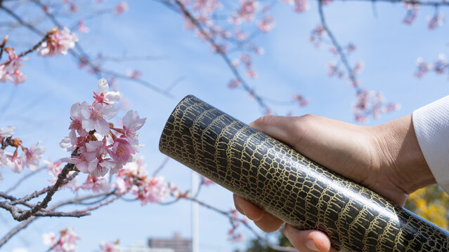 桜の花と卒業証書｜卒業イメージ