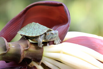 A young red eared slider tortoise is basking  before starting its daily activities. This reptile...