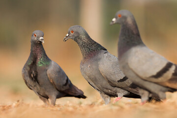 pigeon on ground. Rock pigeon. Common pigeon. The rock dove, rock pigeon, or common pigeon is a member of the bird family Columbidae.
