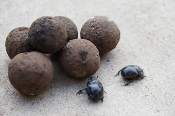 Pile of soil dung balls and dung beetles. Roll dung into round balls. Concept : weird wildlife animals.   