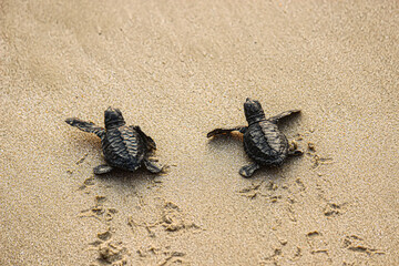 Turtle on the beach. The hatchlings are released into the sea on the white sand.