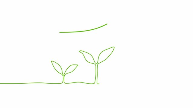 Continuous one line drawing plant germination sequence on white background. Self drawing animation. Hand drawn steps of Growing from seeds Trees, simple design, art. Growth concept. Stepped sprout. 4K