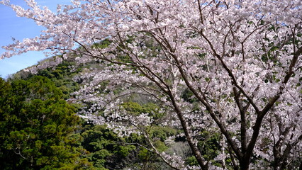 桜