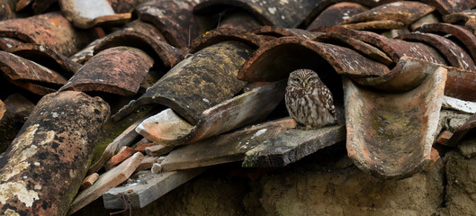 A little owl (Athene noctua) in a roof with old roof tiles