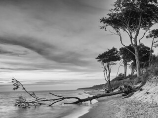 Schwarzweiß Aufnahme des  Weststrand auf der Halbinsel Darß in Mecklenburg-Vorpommern, Deutschland