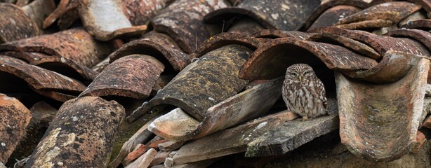 A little owl (Athene noctua) in a roof with old roof tiles