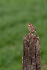 A corn bunting (Emberiza calandra)  perched on an old wood post
