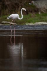 Obraz premium A greater flamingo (Phoenicopterus roseus) in the Ter river, in Manlleu (Catalonia)