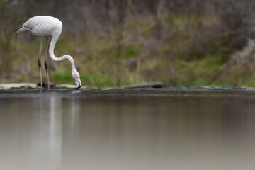 A greater flamingo (Phoenicopterus roseus) in the Ter river, in Manlleu (Catalonia)