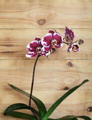 Phalaenopsis white orchid with burgundy spots on the background of the boards, with a place for an inscription, selective focus, vertical orientation.
