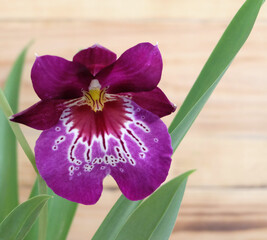 Flower of burgundy-purple miltoniopsis orchid on a wooden background, macro shot, selective focus, horizontal orientation.