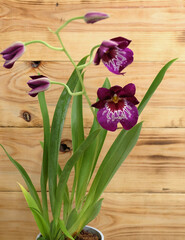 Burgundy-purple orchid miltoniopsis with buds and leaves on a wooden background, selective focus, vertical orientation.