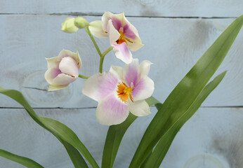 Miltoniopsis orchid with white-pink flowers, buds and leaves on a blue background, selective focus, horizontal orientation