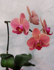 Phalaenopsis Narbonne orchid blooming with coral flowers, macro shot, selective focus, vertical orientation.
