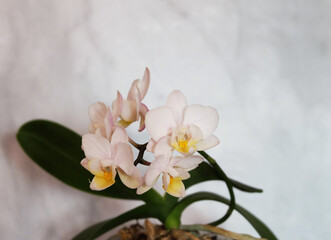 Orchid phalaenopsis multiflora with white small flowers, selective focus, horizontal orientation with space for an inscription.