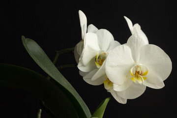 Naklejka na ściany i meble White orchid Phalaenopsis