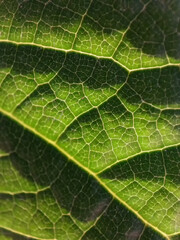 the pattern of an avocado leaf