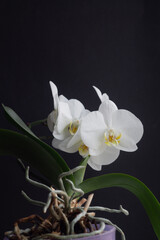 White orchid Phalaenopsis