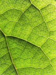 the pattern of an avocado leaf