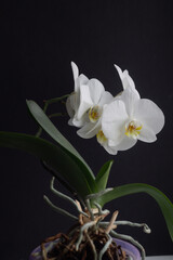 Naklejka na ściany i meble White orchid Phalaenopsis
