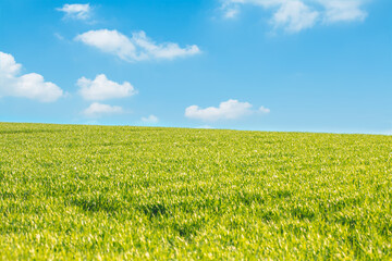 collina campo di erba verde con cielo azzurro e nuvole