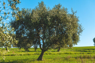 Fototapeta na wymiar alberi di ulivo su un campo verde e cielo primavera