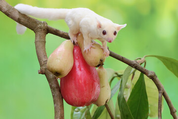A young albino sugar glider eating a pink malay apple. This mammal has the scientific name Petaurus...