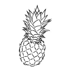 Image of pineapple fruit. Vector black and white illustration.