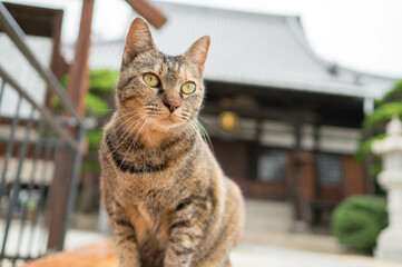 お寺で暮らす猫