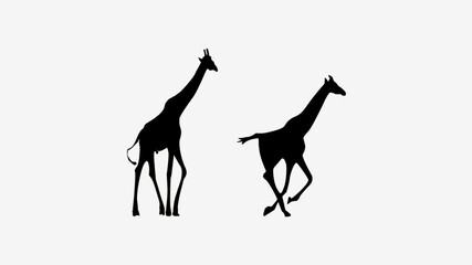 Set of running and walking giraffes. Vector giraffe silhouettes.the figure shows.