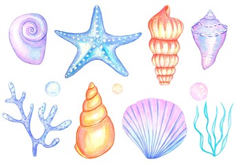 Watercolor set of seashells isolated on white background