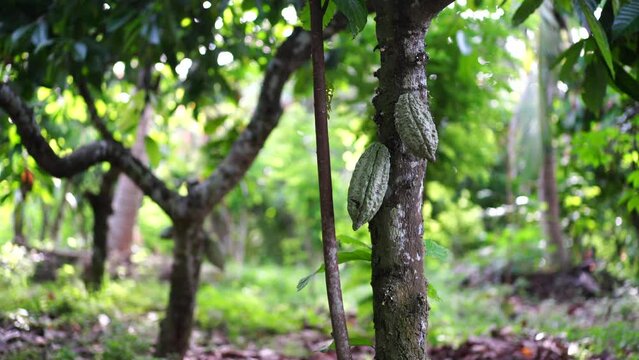 Chocolate tree, Theobroma cacao  with fruits bokeh