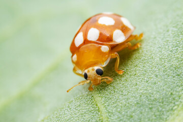 Ladybugs on wild plants, North China