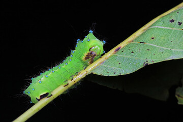 Lepidoptera larvae in the wild, North China