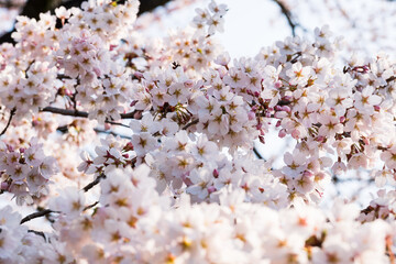 山あいに訪れた春 満開の桜 ソメイヨシノ