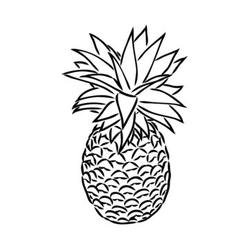 recommend clip art: Image of pineapple fruit. Vector black and white illustration.