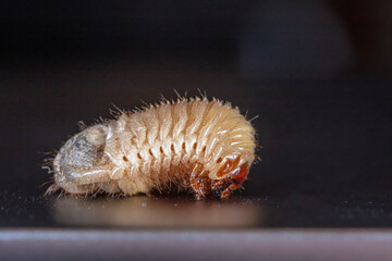 Grub, the larva of a Coleoptera insect