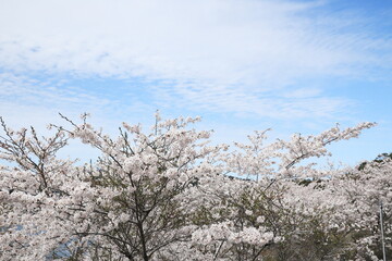 見頃を迎えたソメイヨシノの美しい景色