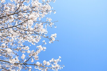 左に寄った満開の桜