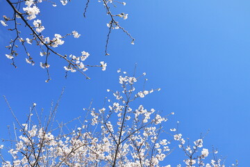真っ青の空に咲く桜の花
