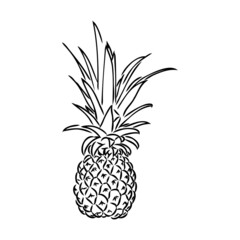Image of pineapple fruit. Vector black and white illustration.