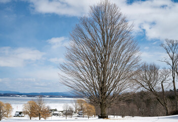 Winter scene with a large tree on the edge of Lake Champlain