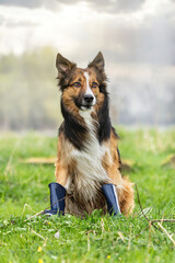Portrait of a border collie dog wearing blue rubber boots and posing on a meadow at a rainy day
