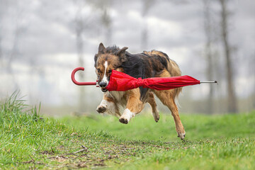 Rainy days: Funny portrait of a tricolor border collie dog retrieving a red umbrella at a bad...