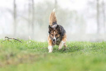 Portrait of a tricolor border collie posing on a meadow outdoors at a rainy day