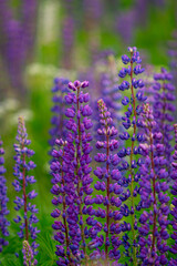 Purple lupins in a meadow