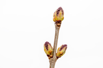 Close up photo of lilac bud