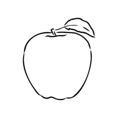 Apple fruit vector illustration. Engraved organic food hand drawn sketch engraving illustration. Black white apple isolated on white background.